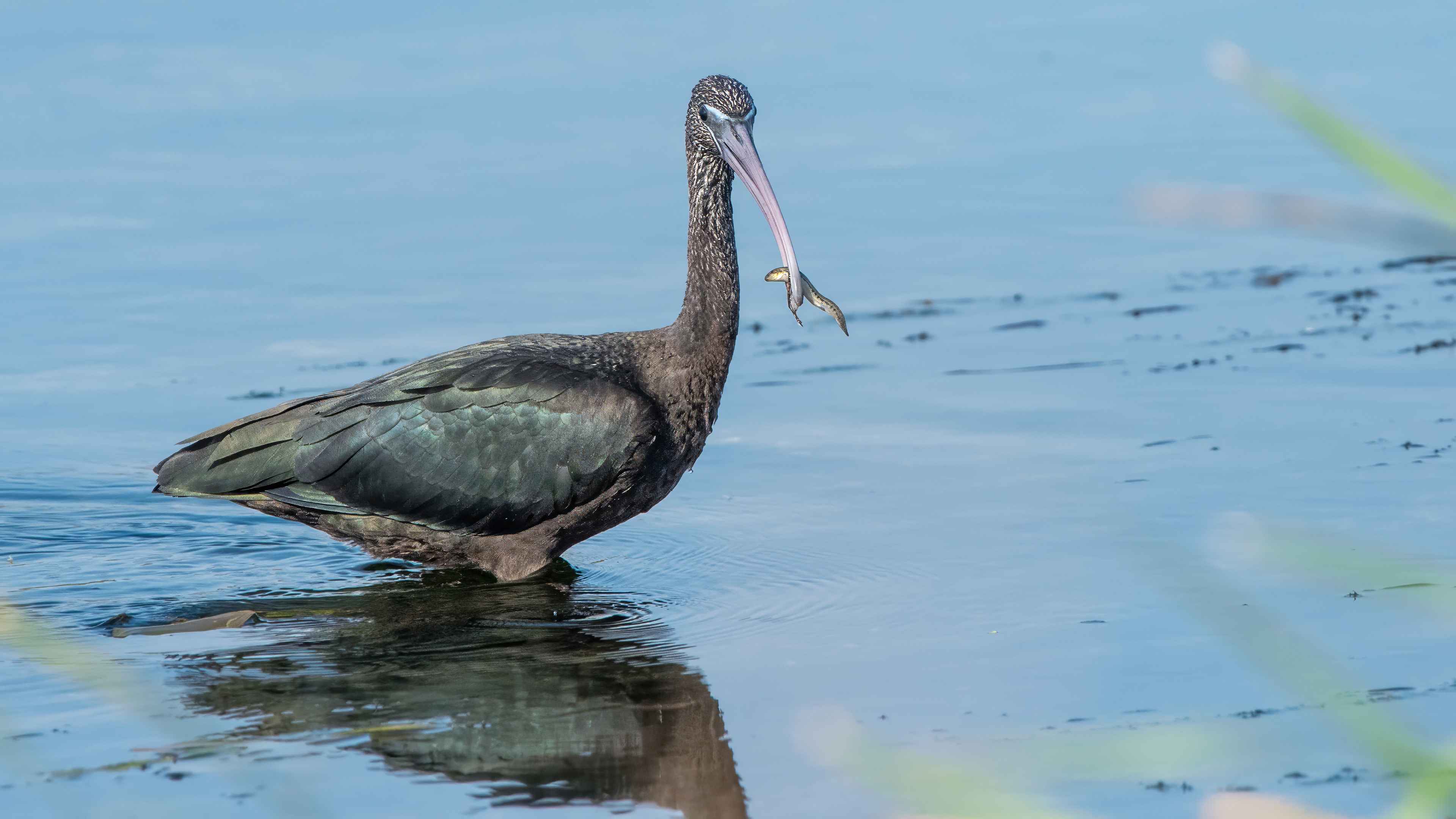 Glossy Ibis